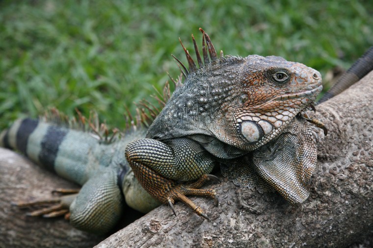 this is an iguana at zoo ave 